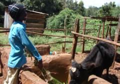 kid cow kenia